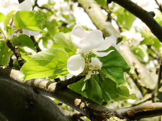 Kwiaty na drzewach owocowych - wiosna w ogrodzie © tomo81