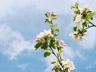 Kwiaty na drzewach owocowych - wiosna w ogrodzie © tomo81