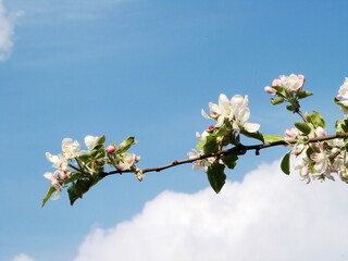 Kwiaty na drzewach owocowych - wiosna w ogrodzie © tomo81