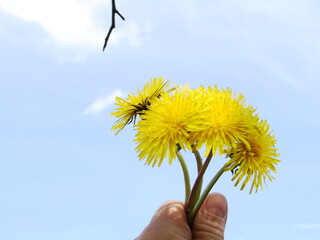 Mlecz - mniszek lekarski © tomo81