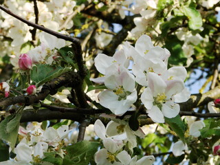 Kwiaty na drzewach owocowych - wiosna w ogrodzie