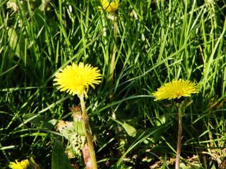 Mlecz - mniszek lekarski © tomo81