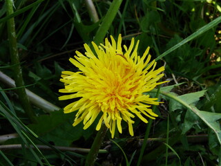 Mlecz - mniszek lekarski © tomo81