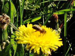 Mlecz - mniszek lekarski © tomo81