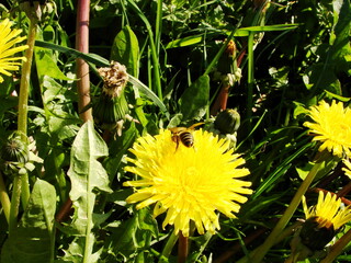 Mlecz - mniszek lekarski © tomo81