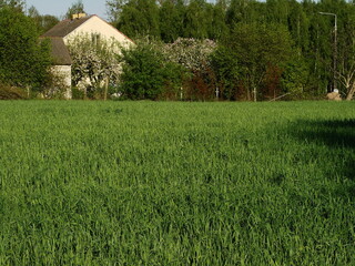 Wzrastające zboże  © tomo81