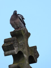 Dove on a stone cross