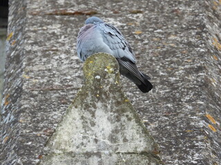 A pigeon on a small roof against the background of an old wall