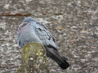 A pigeon on a small roof against the background of an old wall