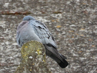 A pigeon on a small roof against the background of an old wall