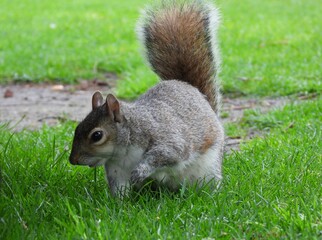 Obraz premium Squirrel on green grass