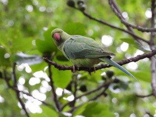Green parrot on a branch