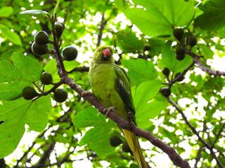Green parrot on a branch