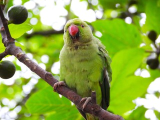 Green parrot on a branch