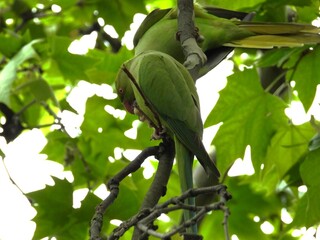 Green parrot on a branch