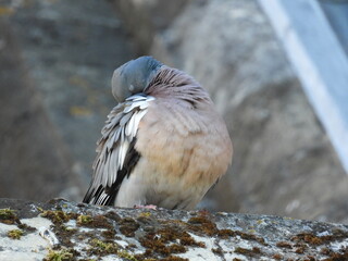 A pigeon on the edge of an old roof