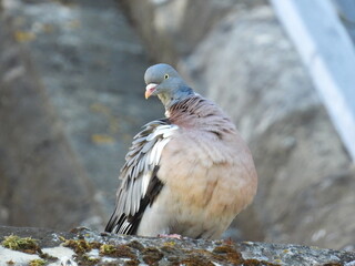 A pigeon on the edge of an old roof