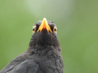 A black bird with an open orange beak