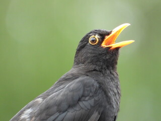 A black bird with an open orange beak