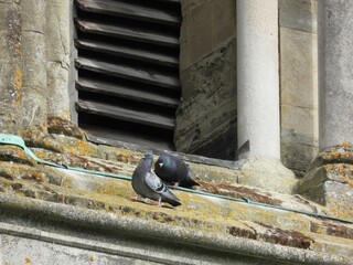 A pair of pigeons on a sloping old roof