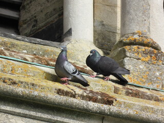 A pair of pigeons on a sloping old roof
