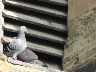 A pigeon in the shutter