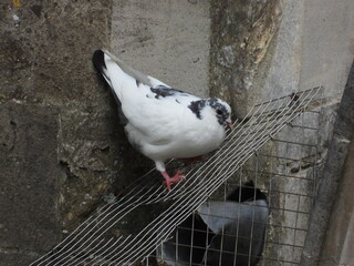 A black and white pigeon on a metal mesh near the wall - Powered by Adobe