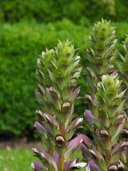 The upper part of the flowers on a thick stem