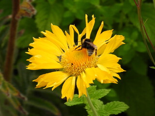 Hello everyone, Some of my latest photos of "The Squirrel"