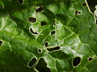 Large green leaves with holes close up