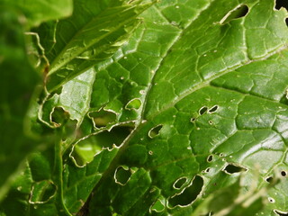 Large green leaves with holes close up