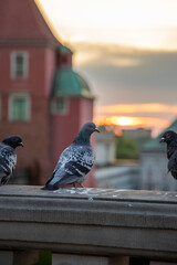 pigeons at dawn in Warsaw in Poland