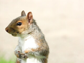 Squirrel face close up