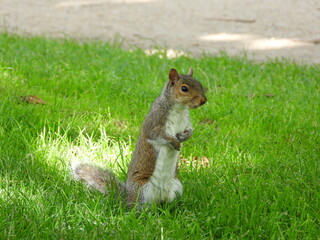 Squirrel on green grass