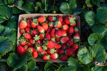 A container of strawberries surrounded by a strawberry plants