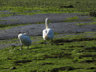 two swans stand on muddy ground