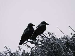 Two crows on a bush in black and white
