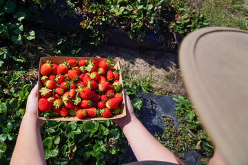 Two hands holding a container of strawberries in a field