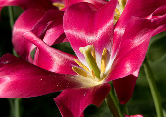 Radiant Elegance: Lily-Flowered Tulip in Bloom