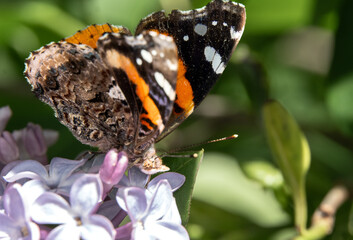 Elegant Visitor on Lilac Blossoms