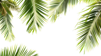 tropical coconut palm leaves tree for summer background on white png file transparent