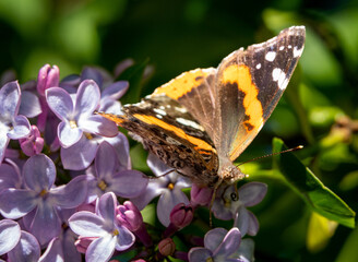 Spring's Delicate Visitor: The Red Admiral