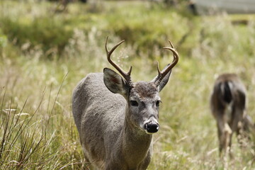 Venado colablanca libre en los cerros orientales del paramo de Chingaza Colombia.