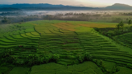 Top view or aerial shot of fresh green and yellow rice fields. Drone view of countryside. 