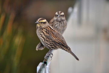 Female trile birds perched on railing