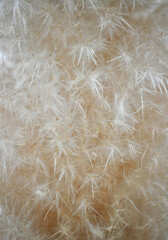 Background and texture of Cortaderia Selloana plant