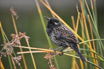 Female trile bird on papyrus plant