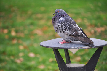 Pigeon perched on lamp in the park