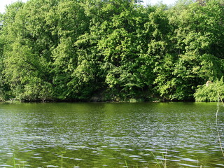 Przyroda nad rzeką - wodny świat