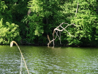 Przyroda w parku - krajobraz nad wodą